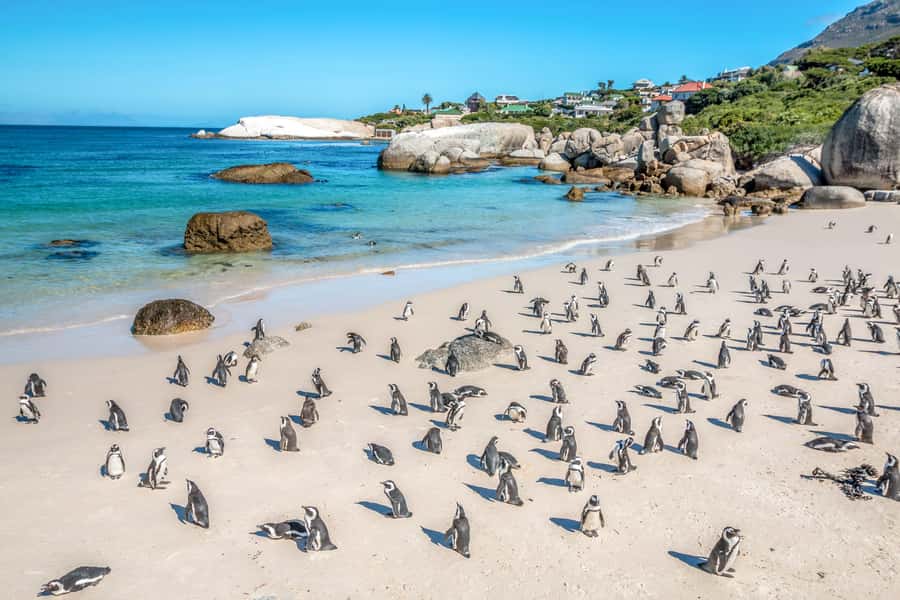 Cape Town: Penguin Watching at Boulders Beach Half Day Tour - Is $37 a fair price?