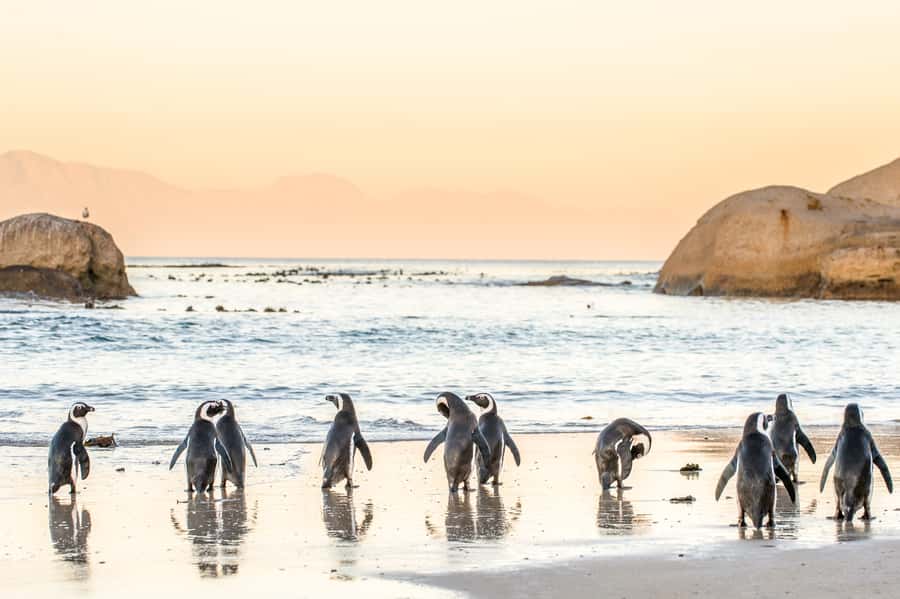 Cape Town: Penguin Watching at Boulders Beach Half Day Tour - Maidens Cove and the Twelve Apostles
