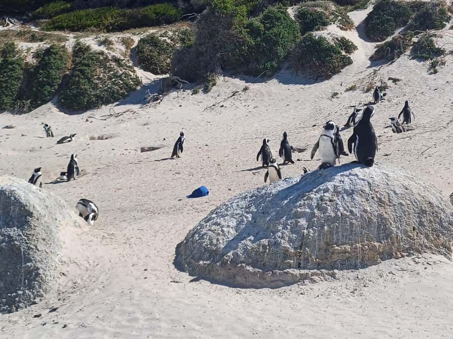 Cape Town: Penguins and Cape of Good Hope Sunset Tour - The New Cape Point Lighthouse and the funicular choice