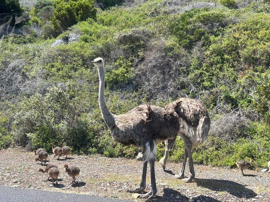 Cape Town: Penguins & Cape of Good Hope Day Tour with Pickup - Chapman’s Peak Drive and the value of the route