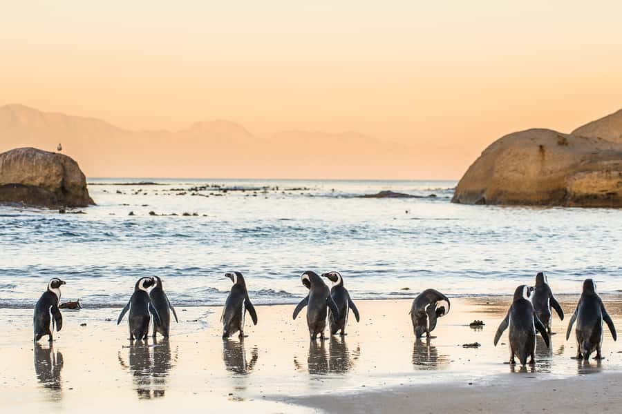 Cape Town: Penguins & Cape of Good Hope Day Tour with Pickup - Pickup from central Cape Town