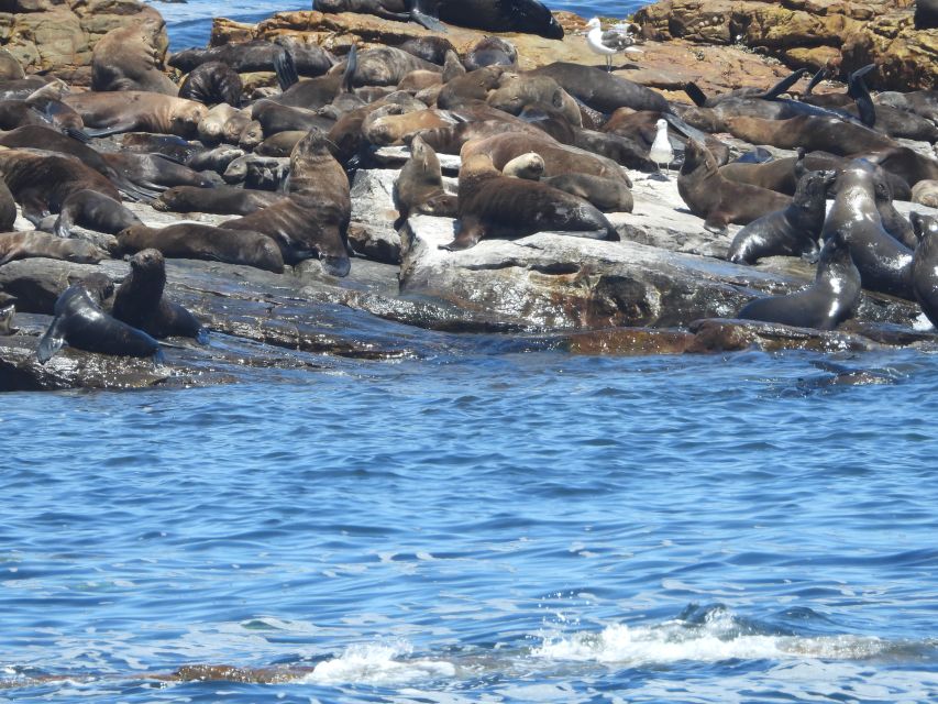 Cape Town: Penguins & Cape of Good Hope Half Day Shared Tour - Who should book this tour?