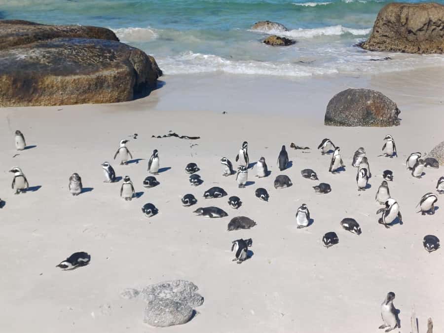 Cape Town: Penguins & Cape of Good Hope Half-Day Tour - Muizenberg and St. James: colorful shore views in a short stop