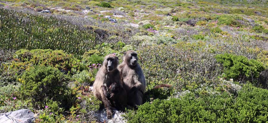Cape Town: Peninsula, Penguins & Cape of Good Hope Day Tour - Key points at a glance