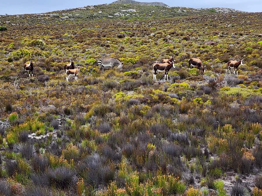Cape Town: Peninsula, Penguins & Cape of Good Hope Day Tour - Hout Bay and the optional Seal Island boat