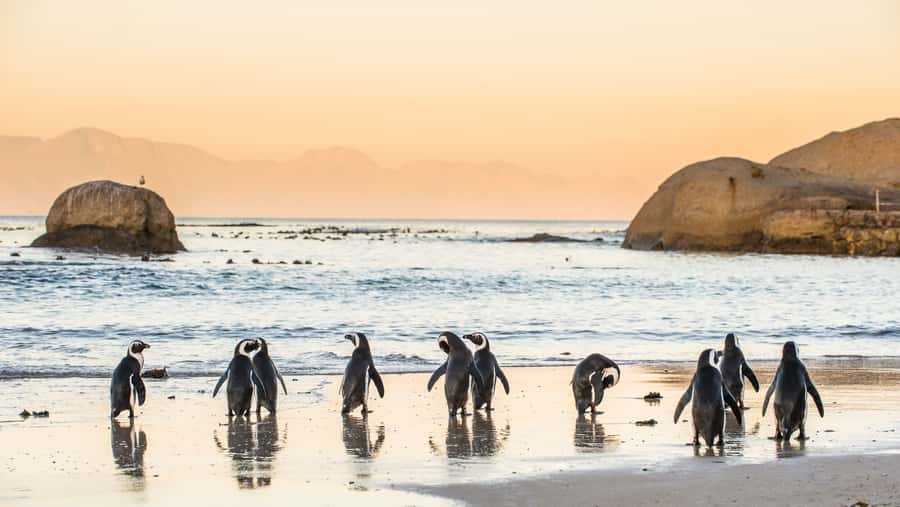 Cape Town: Peninsula, Penguins & Cape of Good Hope Day Tour - Boulders Beach and the African penguins