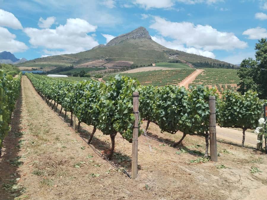 Cape Town: Stellenbosch, Franschhoek, Wine Tasting and Tram - Key points to know before booking