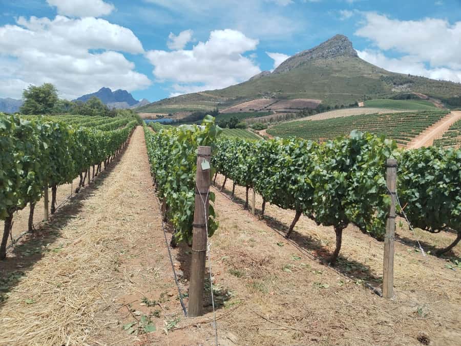Cape Town: Stellenbosch, Franschhoek, Wine Tasting and Tram - A full day through South Africa’s Cape Winelands