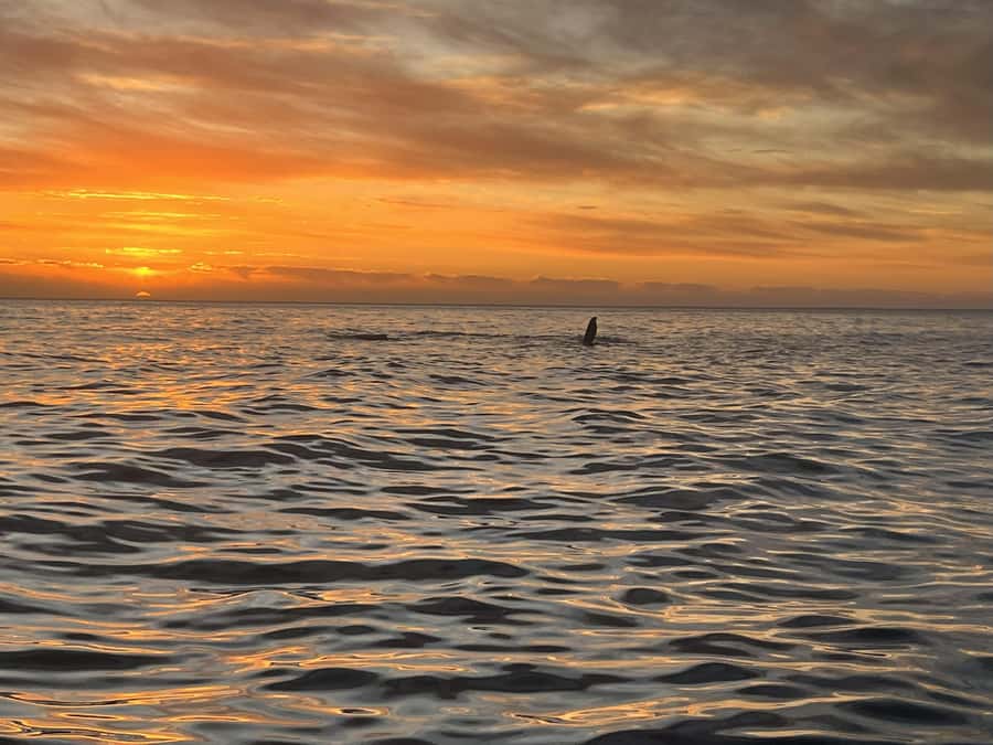 Cape Town: Sunset Cruise from V&A Waterfront with Bubbly - Key points before you book