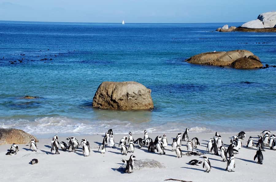 Cape Town: Table Mountain & Cape of Good Hope Full-Day Tour - Simon’s Town and Muizenberg round out the return