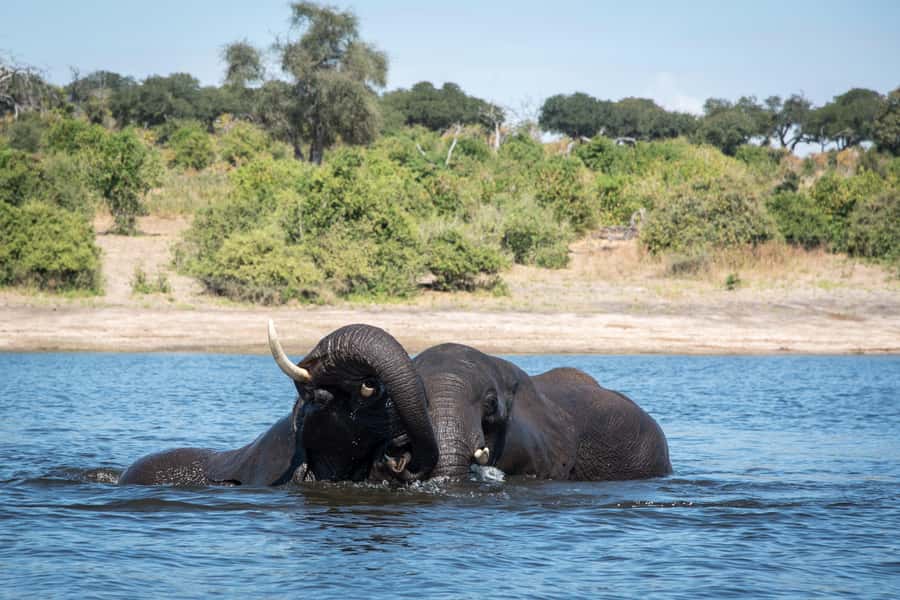 Chobe National Park: Day Trip, Safari drive & River Cruise - Key points to know before booking