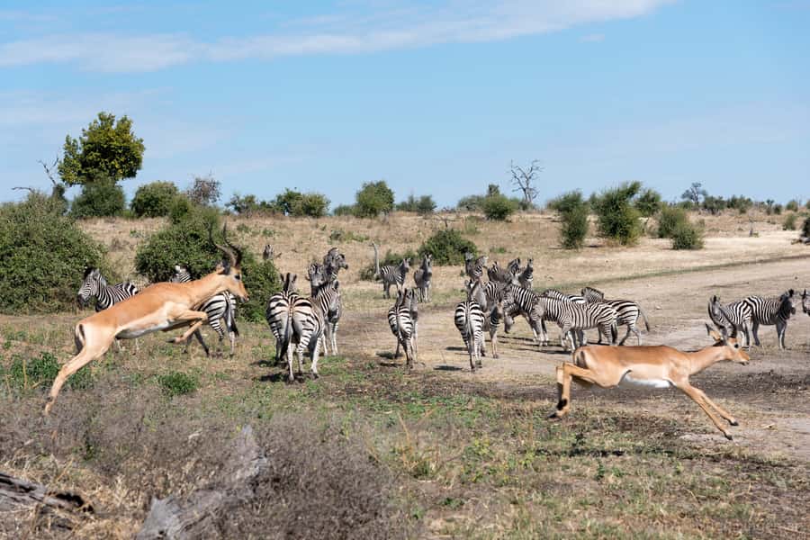 Chobe National Park: Day Trip, Safari drive & River Cruise - Why Chobe works so well as a one-day safari
