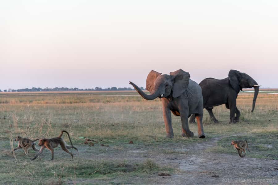 Chobe National Park: Day Trip, Safari drive & River Cruise - The Botswana border crossing and handover