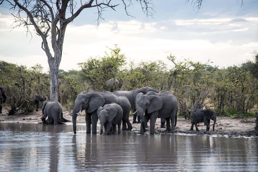Chobe National Park: Day Trip, Safari drive & River Cruise - The morning Chobe game drive