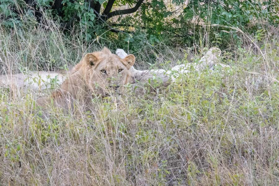 Chobe National Park: Day Trip, Safari drive & River Cruise - The afternoon Chobe River cruise
