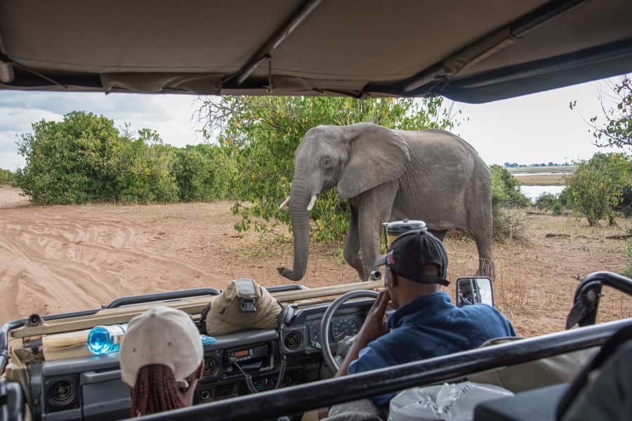 Chobe National Park: Day Trip, Safari drive & River Cruise - Wildlife, seasons, and photography