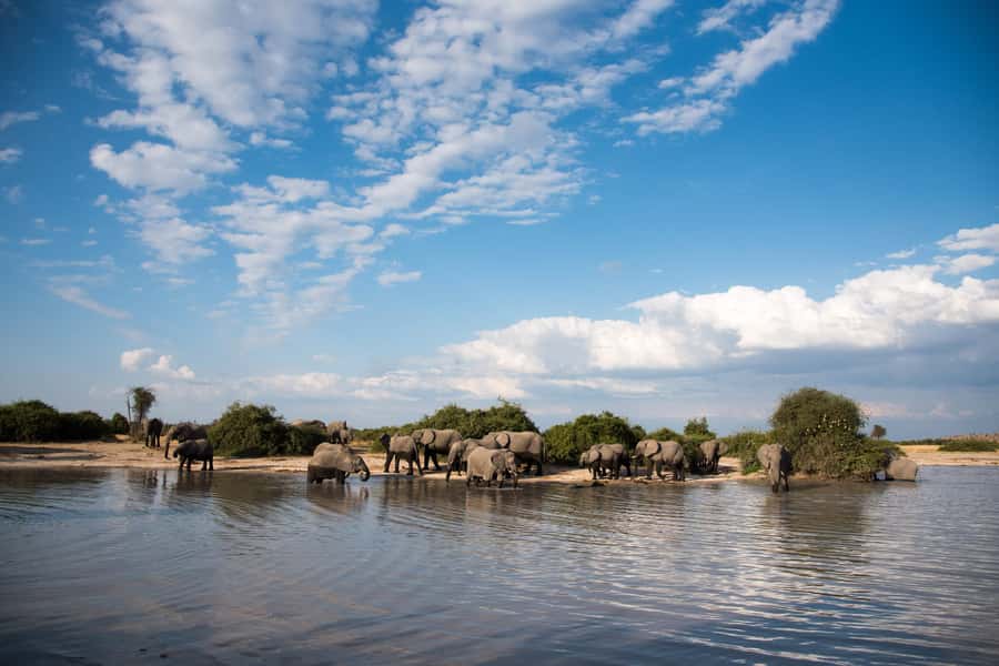 Chobe National Park: Day Trip, Safari drive & River Cruise - Who will get the most from this day