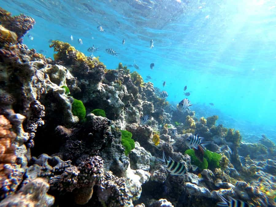 Curieuse and St Pierre Snorkeling Half-Day Trip No BBQ Lunch - Key points to know before you book