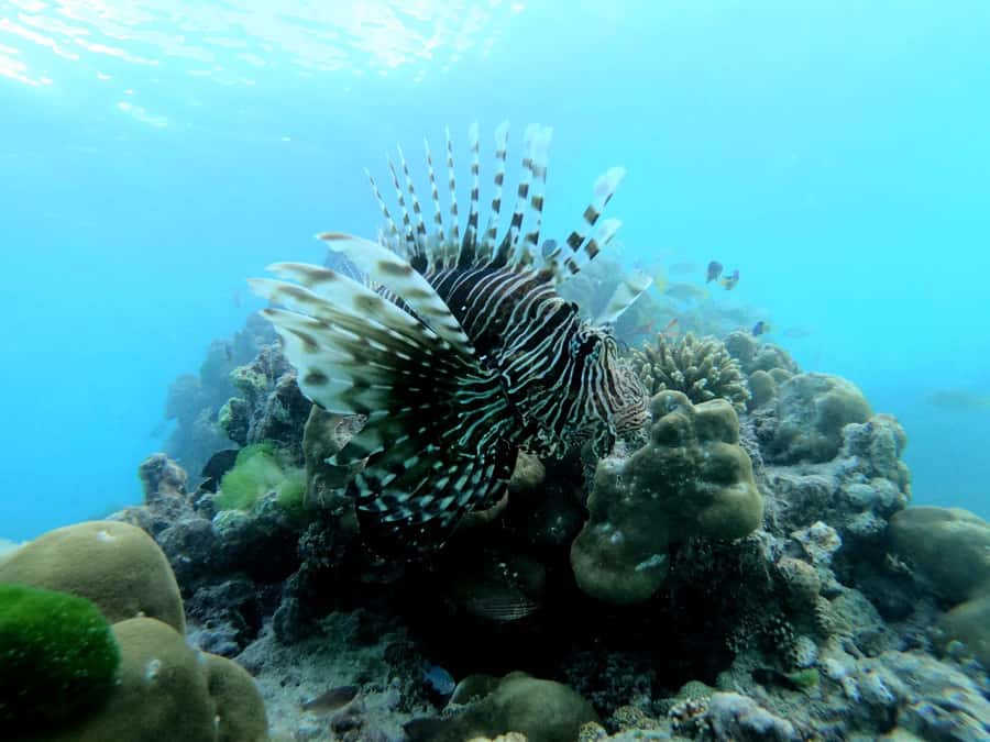 Curieuse and St Pierre Snorkeling Half-Day Trip No BBQ Lunch - The morning schedule, from Praslin pickup to the boat