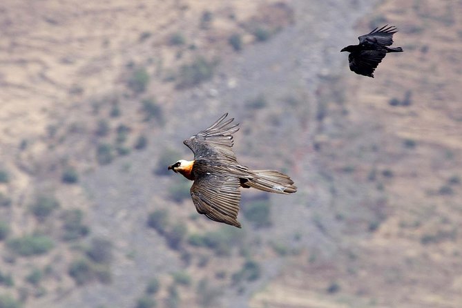 Day Trip From Addis Ababa See Historical Monastery,Stunning Nature,Animals,Birds - Who should book this Addis Ababa day trip?