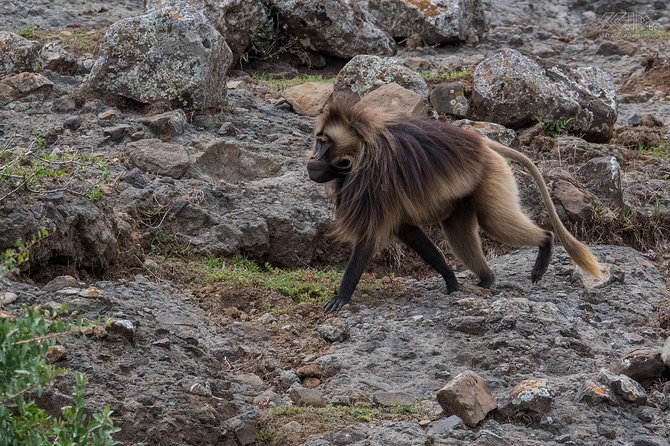 Day Trip From Addis Ababa See Historical Monastery,Stunning Nature,Animals,Birds - Debre Libanos monastery and Saint Tekle Haymanot