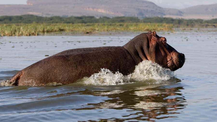 Day Trip: Hell's Gate Bike Ride & Lake Naivasha Boat Ride - Key points to know before you book