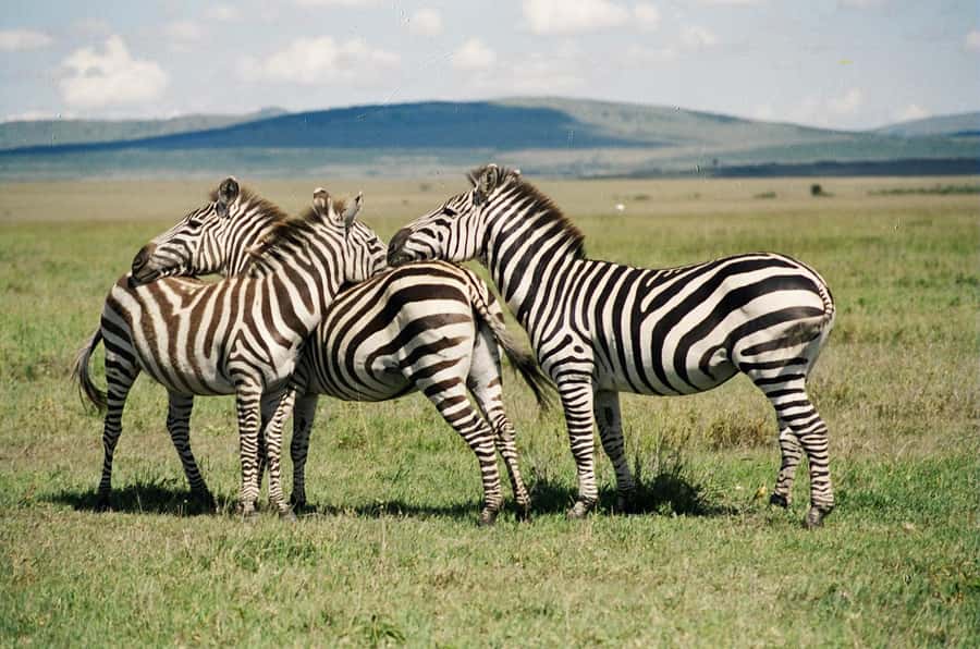 Day Trip: Hell's Gate Bike Ride & Lake Naivasha Boat Ride - Why this Nairobi day trip works so well