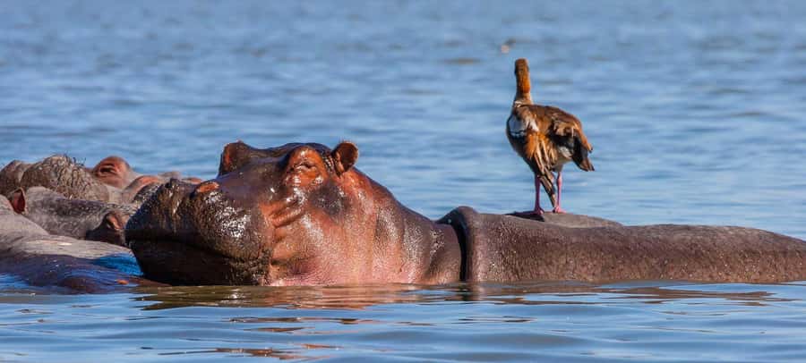 Day Trip: Hell's Gate Bike Ride & Lake Naivasha Boat Ride - Lunch near the park