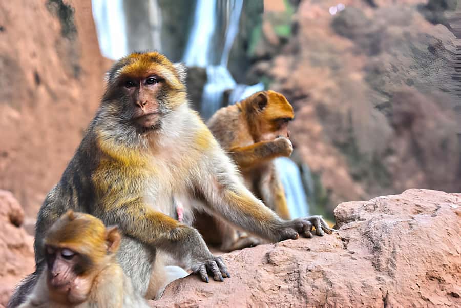 Day Trip To Ouzoud Waterfalls (Guide Hik & Boat option) - First views of North Africa’s tallest waterfalls