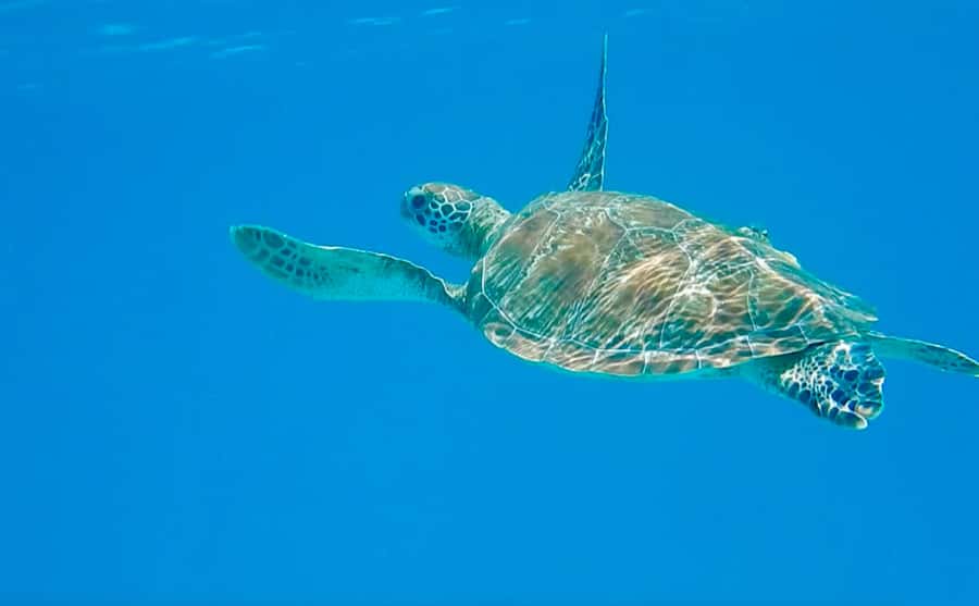 Dhow Adventure to Wasini Island & Kisite Marine Park - Dolphin watching without a promise