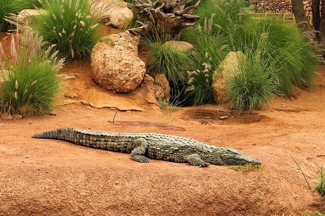 Effortless Agadir Crocoparc Ticket and Transfer Service - Why Crocoparc makes a good Agadir half-day