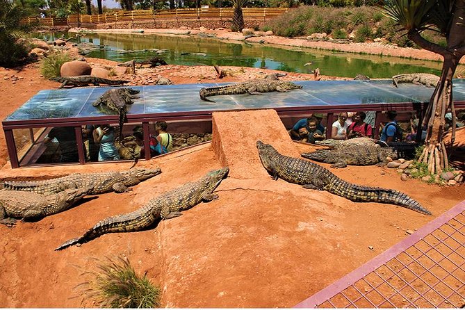 Effortless Agadir Crocoparc Ticket and Transfer Service - At the entrance, start with the crocodile mouth