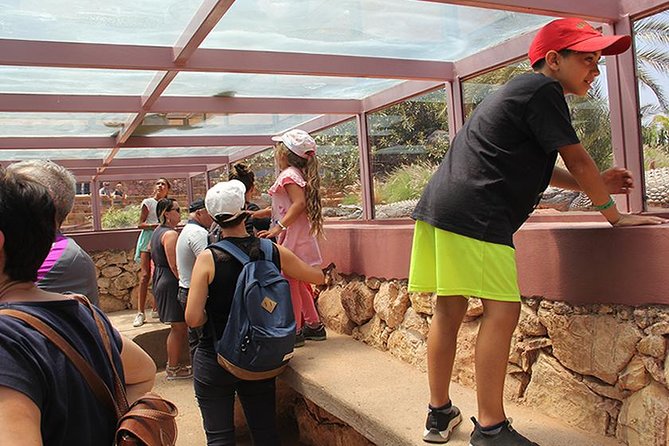 Effortless Agadir Crocoparc Ticket and Transfer Service - Watching the crocodiles feed