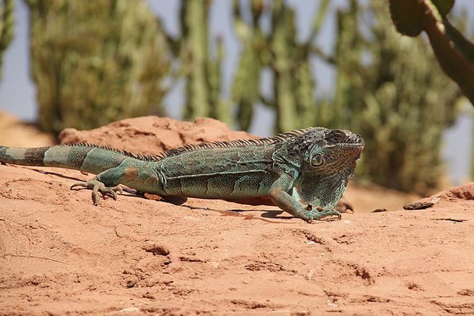 Effortless Agadir Crocoparc Ticket and Transfer Service - Gardens, plants, and smaller animals