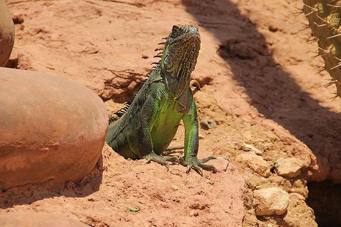 Effortless Agadir Crocoparc Ticket and Transfer Service - The value of $28.31 per person