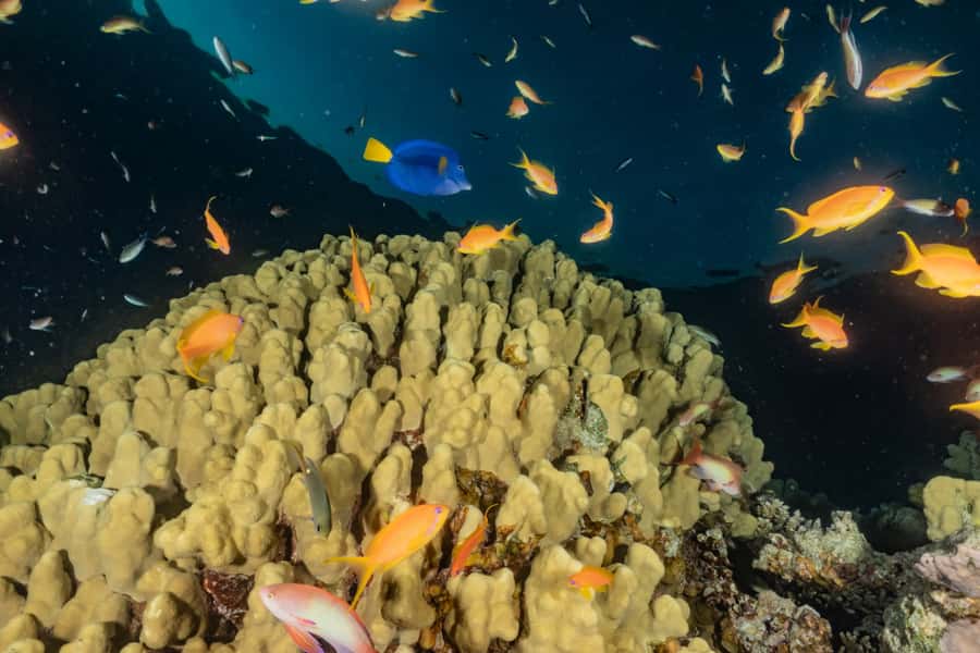 Eilat: 2-Hour Glass-Bottom Boat Tour - Practical ways to get more from the cruise