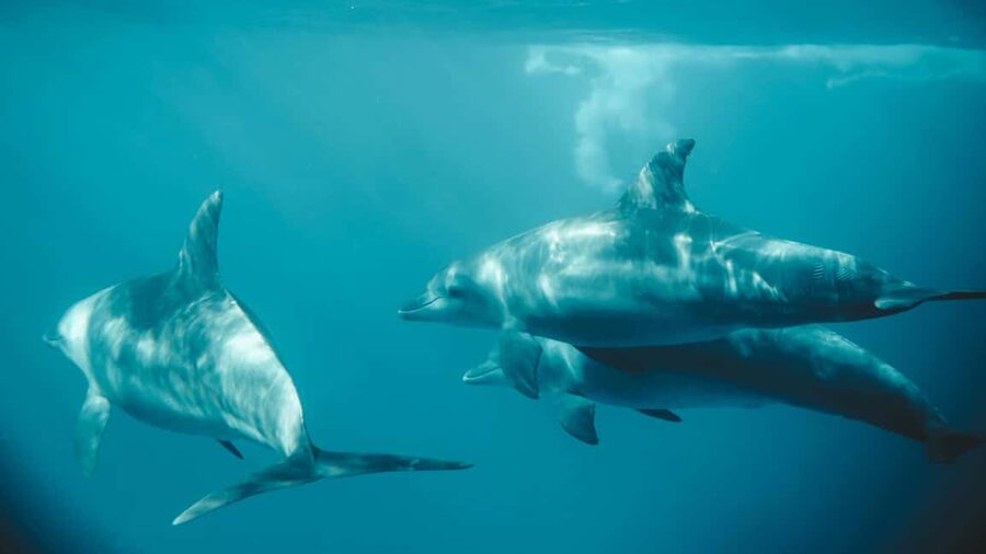 El Gouna Lagoon, Diving with Dolphin, Snorkeling & Lunch - Lunch that makes the $56 fare easier to justify