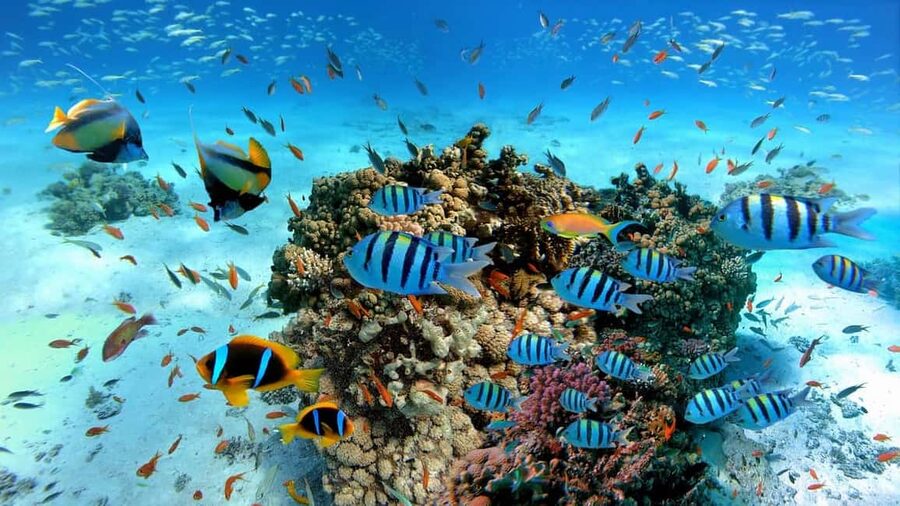 El Gouna Lagoon, Diving with Dolphin, Snorkeling & Lunch - How the crew affects the day