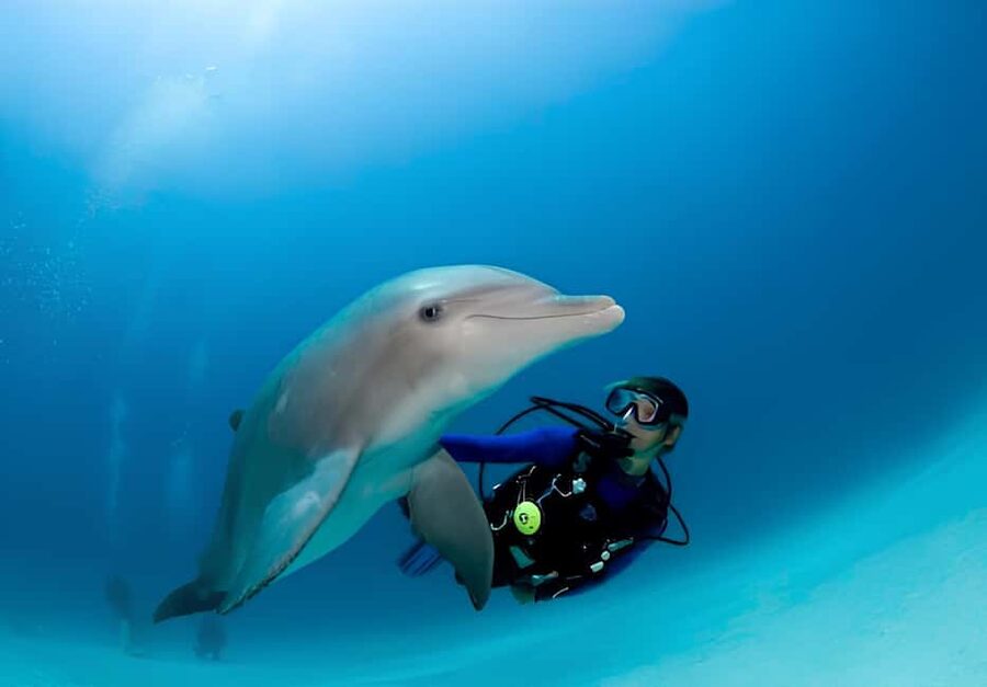 El Gouna Lagoon, Diving with Dolphin, Snorkeling & Lunch - Who will get the most from this outing