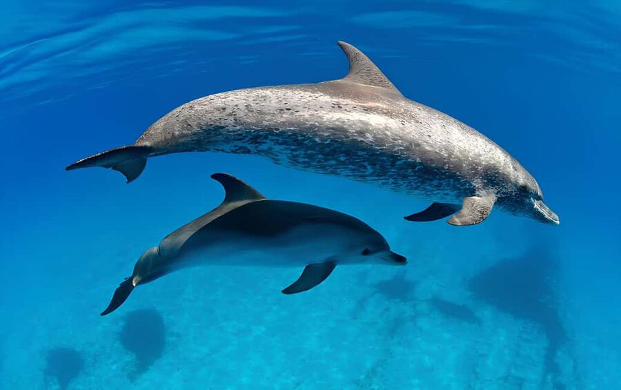 El Gouna Lagoon, Diving with Dolphin, Snorkeling & Lunch - Snorkeling and the optional underwater session