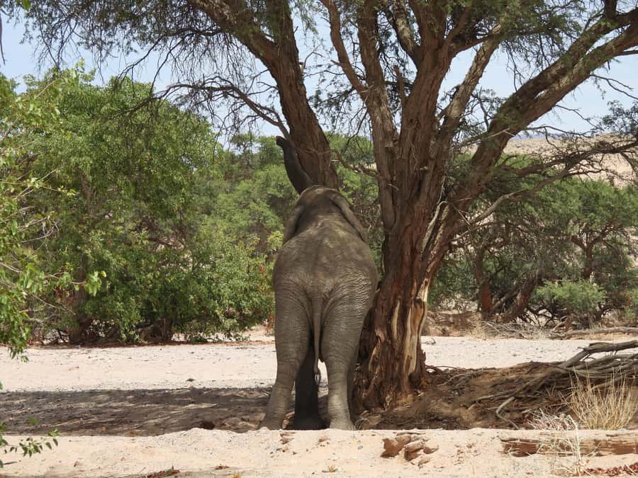 Elephant Adventure with Herson - a native of Damaraland - Key points to know before you go