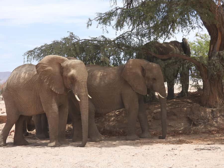 Elephant Adventure with Herson - a native of Damaraland - Why this elephant trip feels different