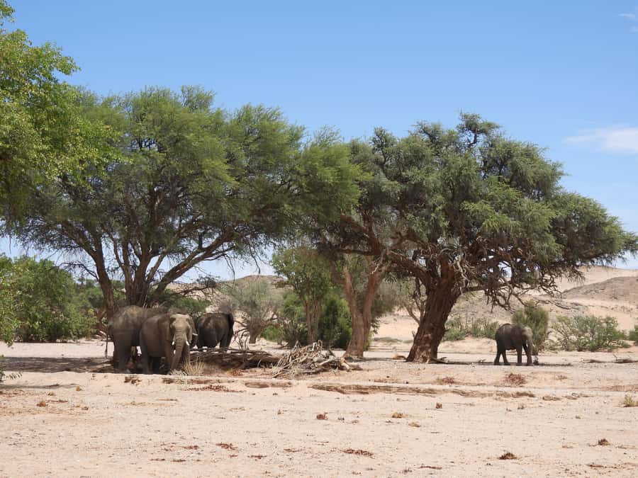 Elephant Adventure with Herson - a native of Damaraland - Driving the Twyfelfontein riverbed