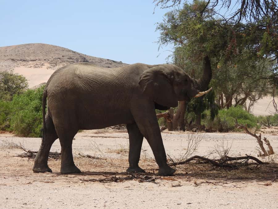Elephant Adventure with Herson - a native of Damaraland - What the two hours are really worth