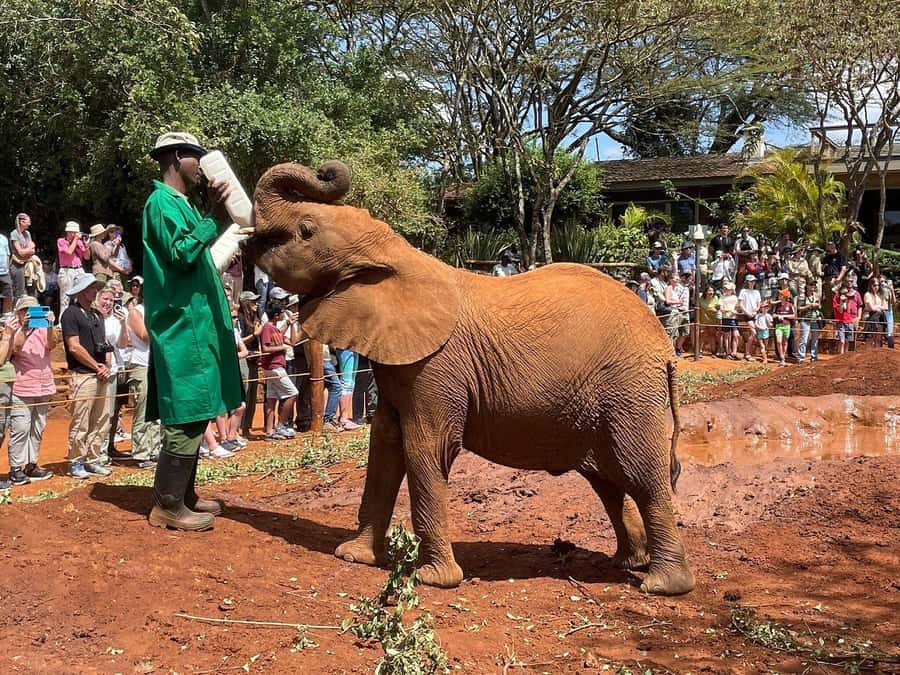 Elephant Orphanage and Giraffe Center Tour with Options - Key points to know before booking