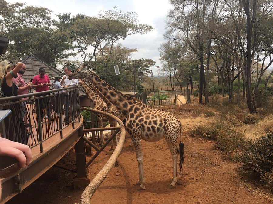 Elephant Orphanage and Giraffe Center Tour with Options - Languages, access, and booking flexibility