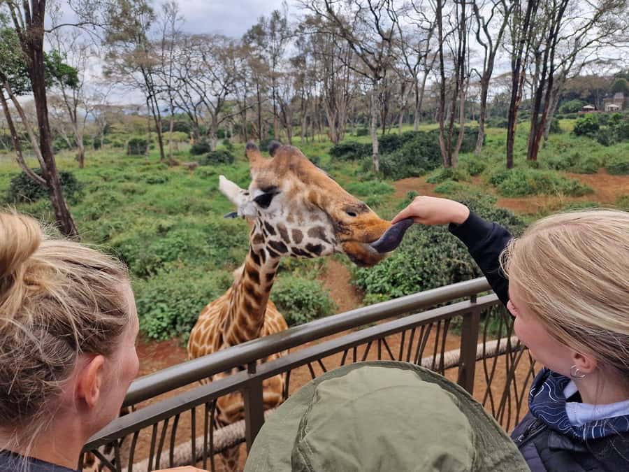 Elephant Orphanage and Giraffe Center Tour with Options - Why this Nairobi tour works so well