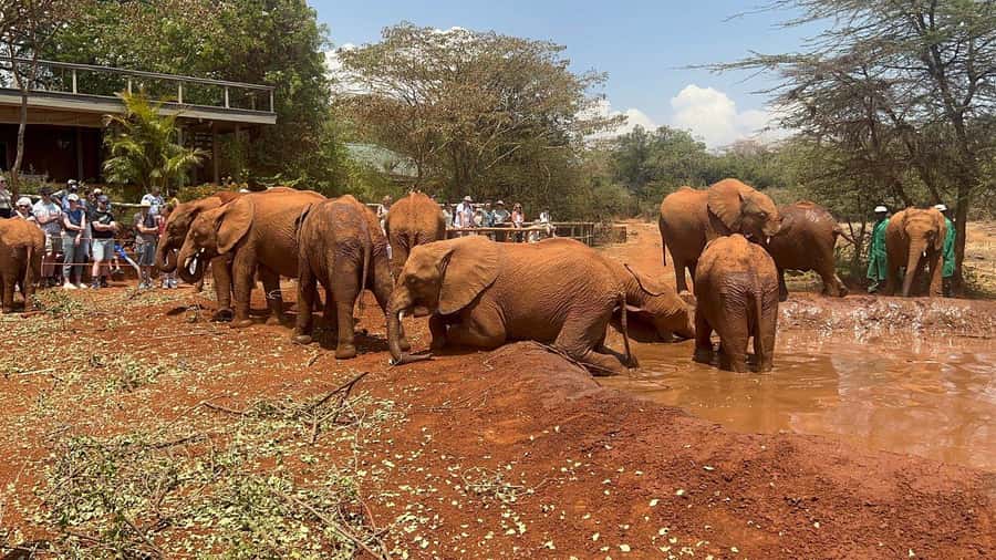 Elephant Orphanage and Giraffe Center Tour with Options - The baby elephants at David Sheldrick Wildlife Trust