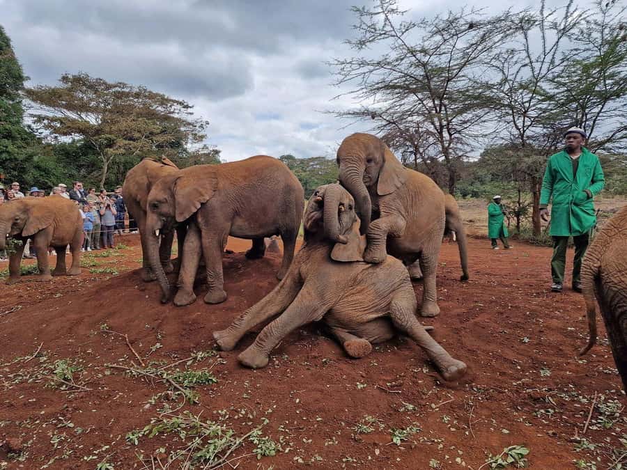 Elephant Orphanage and Giraffe Center Tour with Options - Kazuri Beads, pottery, and the shopping question