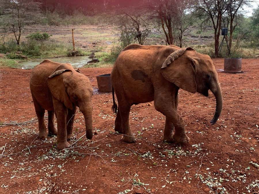 Elephant Orphanage and Giraffe Center Tour with Options - Adding a Nairobi National Park game drive